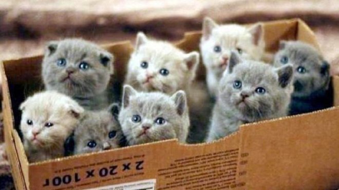 kittens