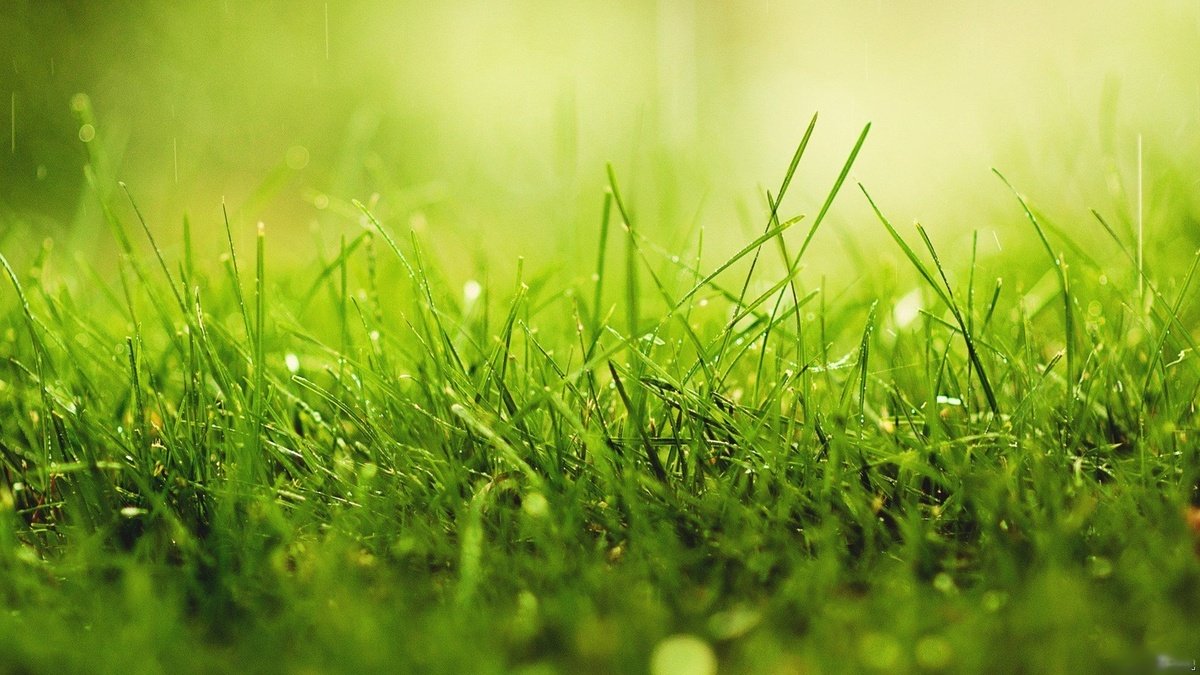 herbe