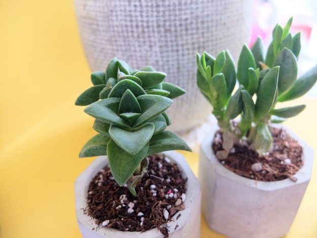 plante grasse succulente