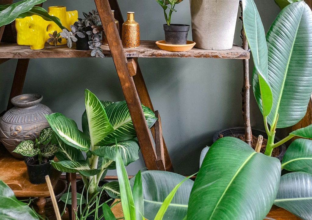 Une jungle urbaine dans un appartement