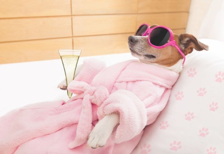 chien massage spa